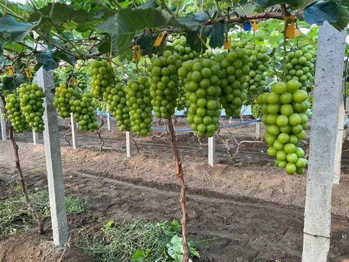 安远果园出租信息及细节揭秘